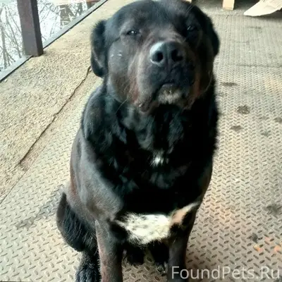 Пропал крупный пёс, Виноградово