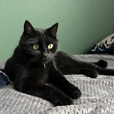 Пропал чёрный кот Павук, Лозовое