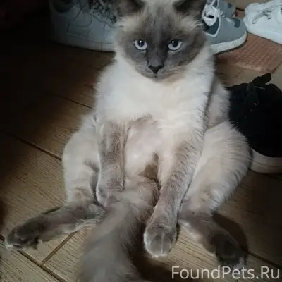 Пропал кот Зефир, район социалки