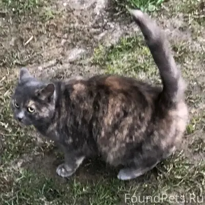 Найдена ласковая кошка, Иваново, Кохма