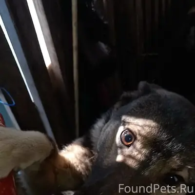 Пропал Черныш, собака, Замосты