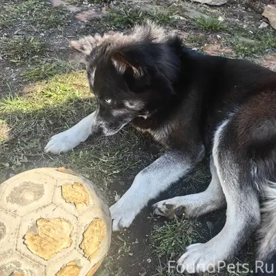Найден щенок (сучка) метис хаски, д. Жуково