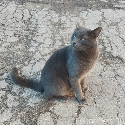 Пропал кот, Заречье