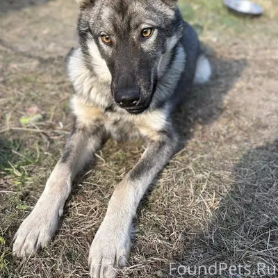 Пропал пёс Каспер, Шадринск