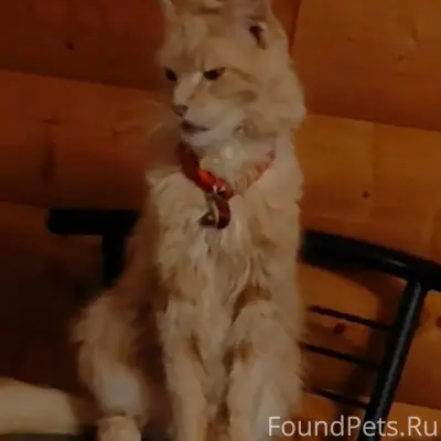 Пропала кошка, район ул. Жолудева