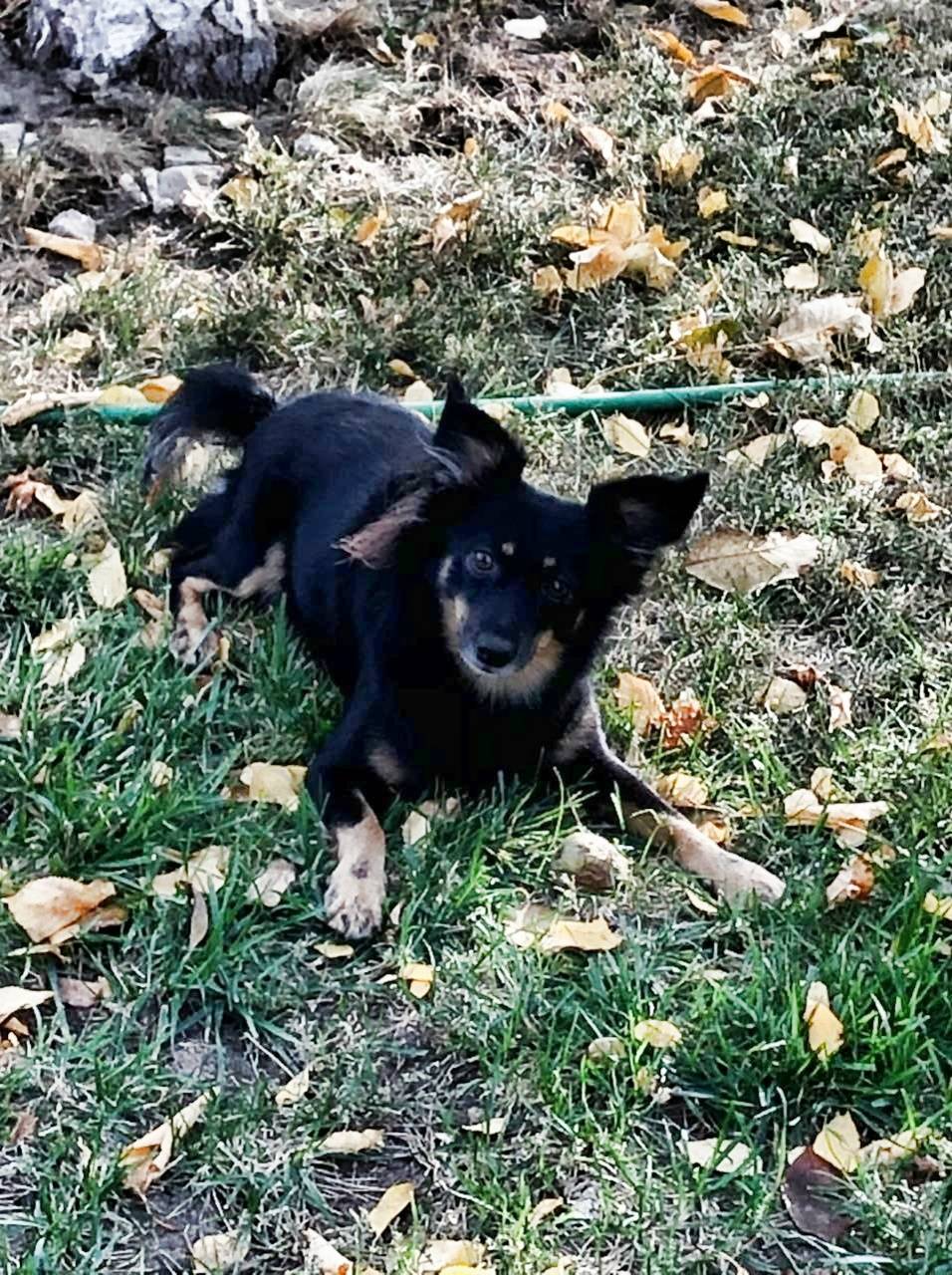 Пропал пёс Фома, пос. Хохлы