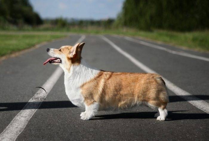 Пропал Фокс, Орловская область