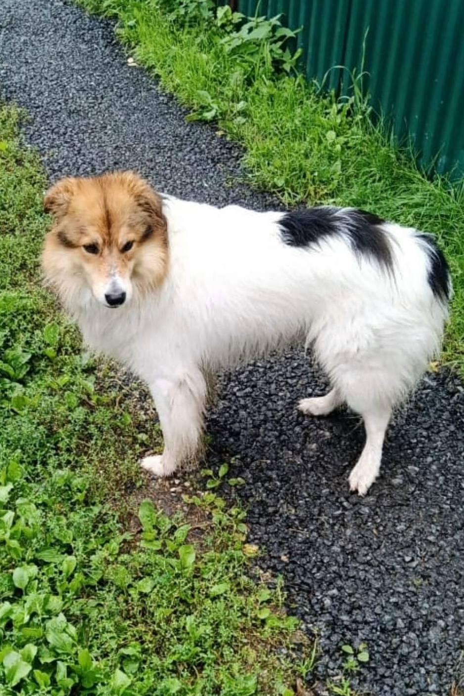 Пропала собака, Заельцовский район