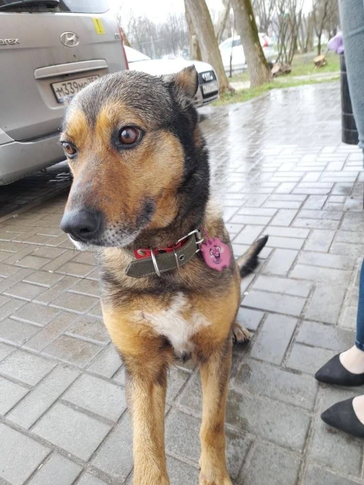 Найдена собака, Коломна