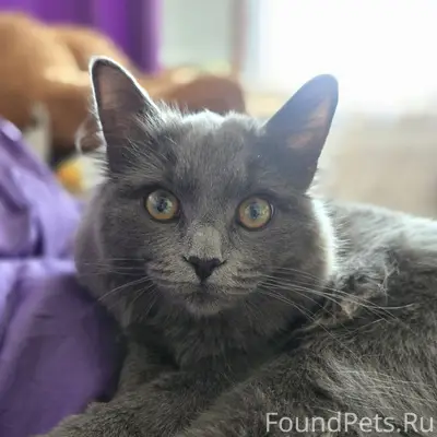 Пропал серый кот Алан, улица Рыбаковская