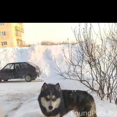 Пропал пёс Джек