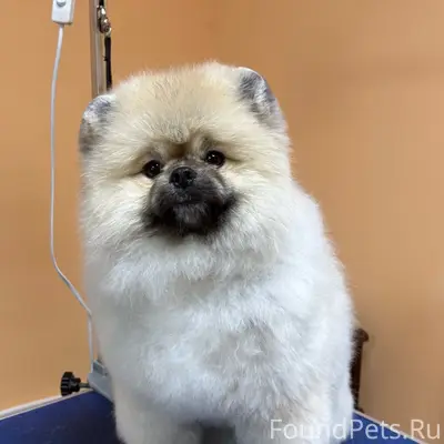 Пропал пёс Максик, улица Школьная