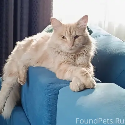 Пропал кот, Чекмагуш, ул. Бахтизина