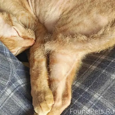 Пропал сфинкс рыжий, Екатеринбург, Вторчермет