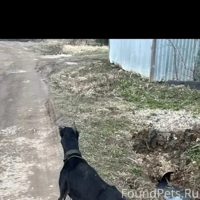 Пропал доберман, Павловский Посад