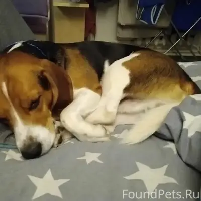 Пропал Сэм, деревня Кудьярово