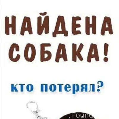Найден пёс, район Титаника