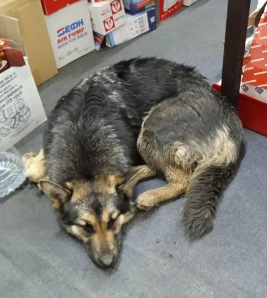 Найдена молодая овчарка девочка