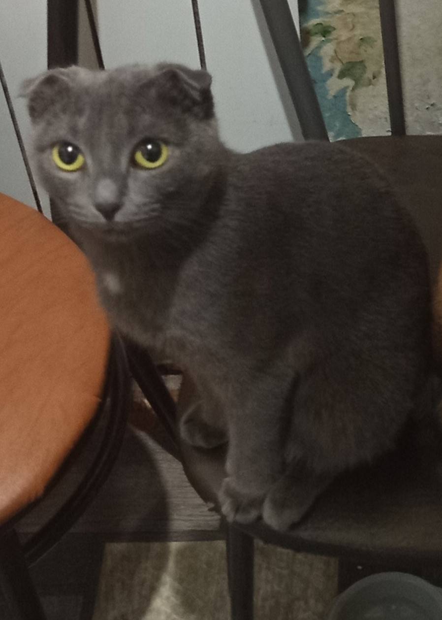 Пропала вислоухая кошка, серая, нет отклика на кличку