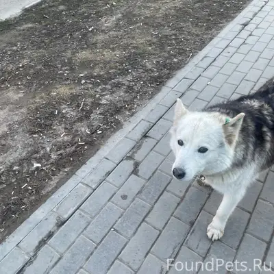 Пропала собака, Ижевск, Буммаш, Союзная