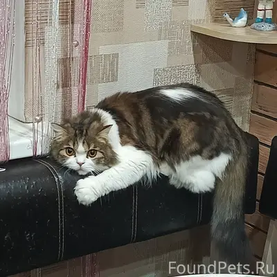 Пропал кот Сёма, район Рогачи