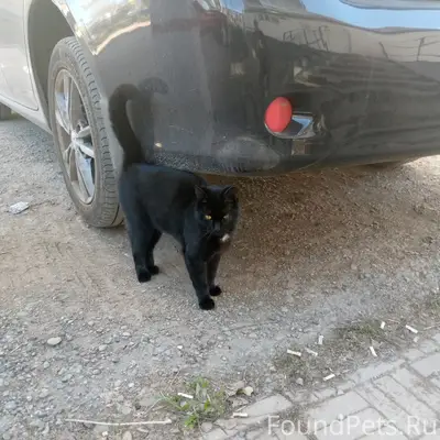 Найден чёрный кот, Туймазы