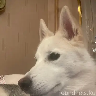 Найден пёс, Химинститут