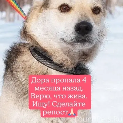 Пропала собака Дора