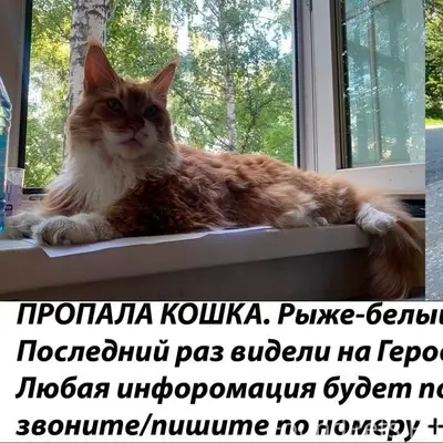 Пропала кошка мейн кун, Советский район