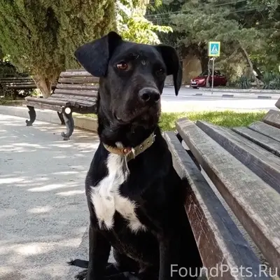 Пропал чёрный пёс Райнер, ст Динамо