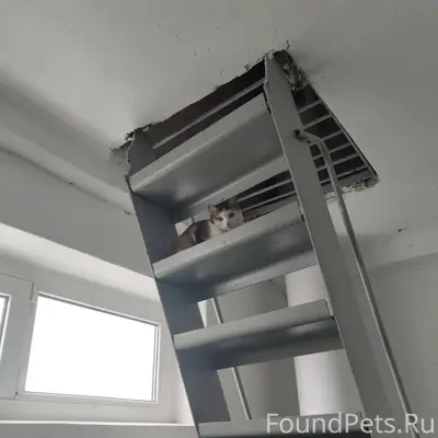 Найдены 2 кошки (бело-серая и черно-оранжевая)