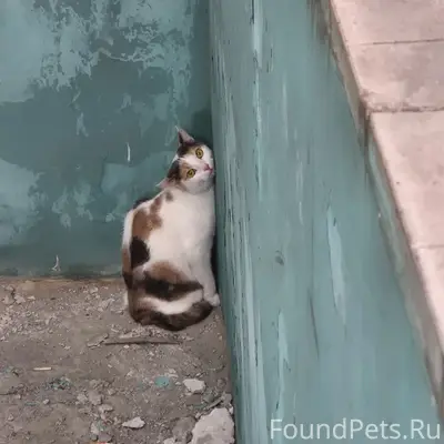 Найдена кошка, улица Озерная
