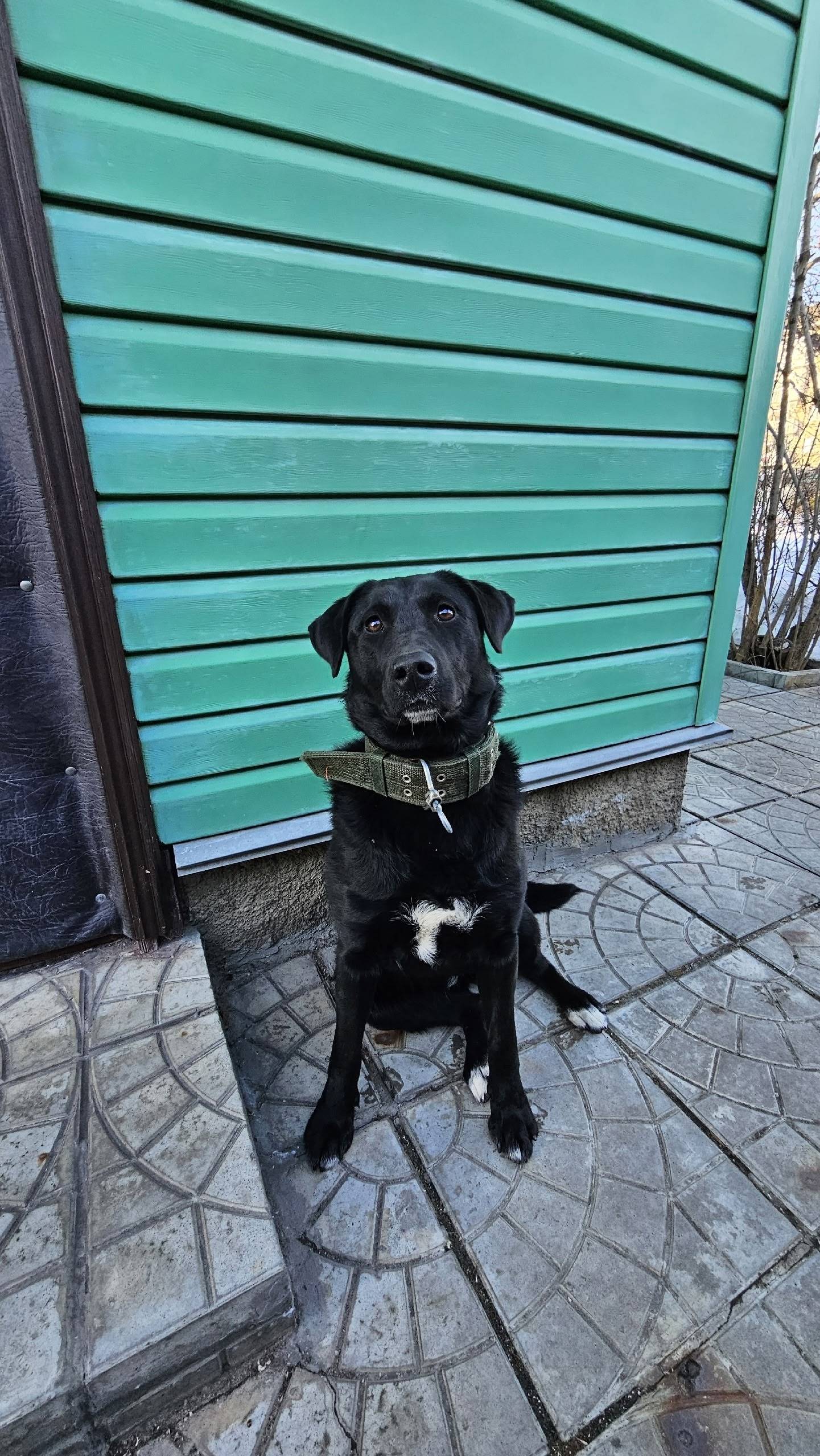 Найден метис лабрадора, район Трансмаш