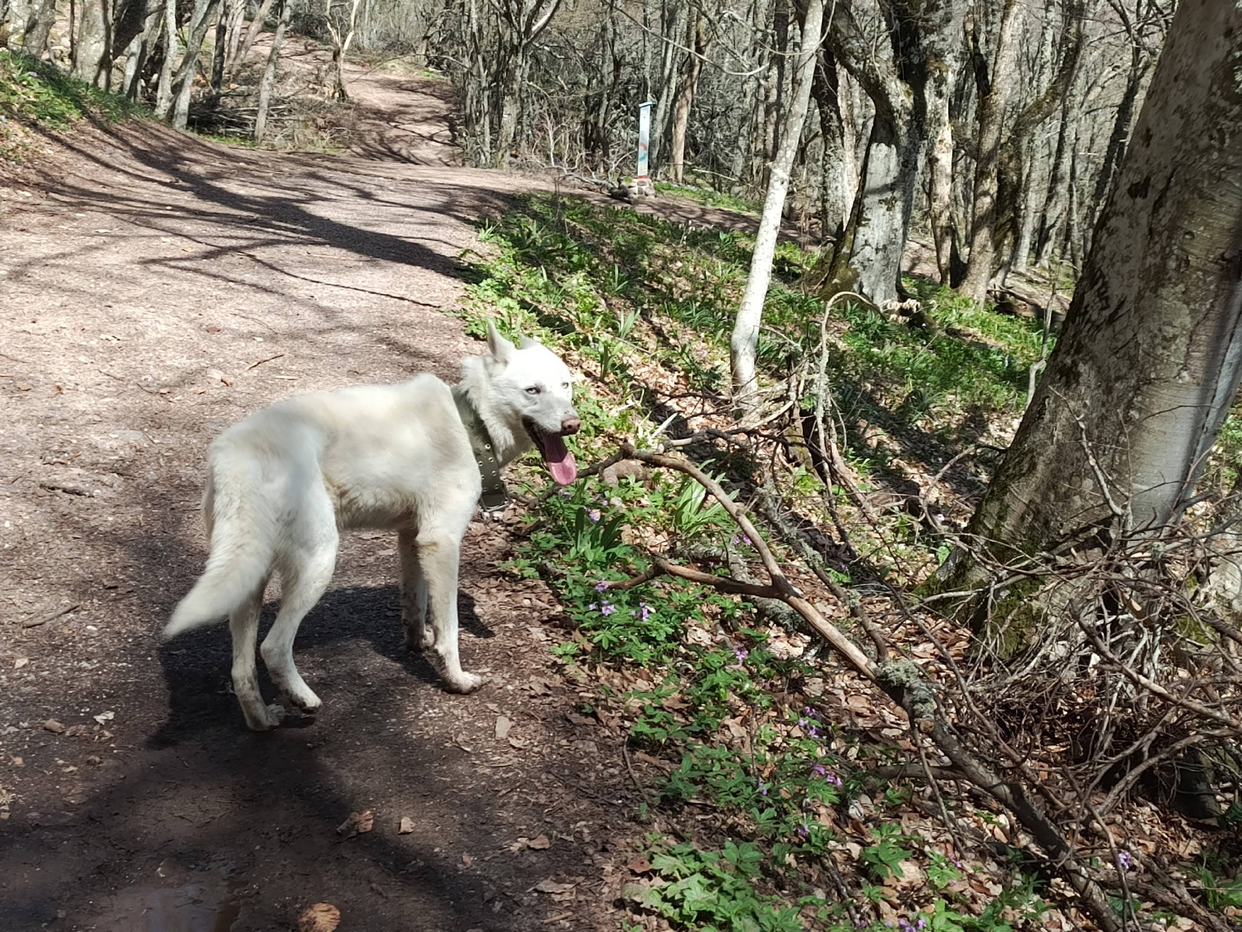 Найден пёс, возможно лайка, Ангарский перевал