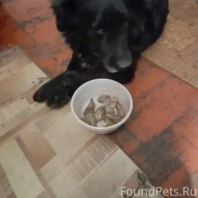 Пропала собака Нюша, Орехово-Зуево