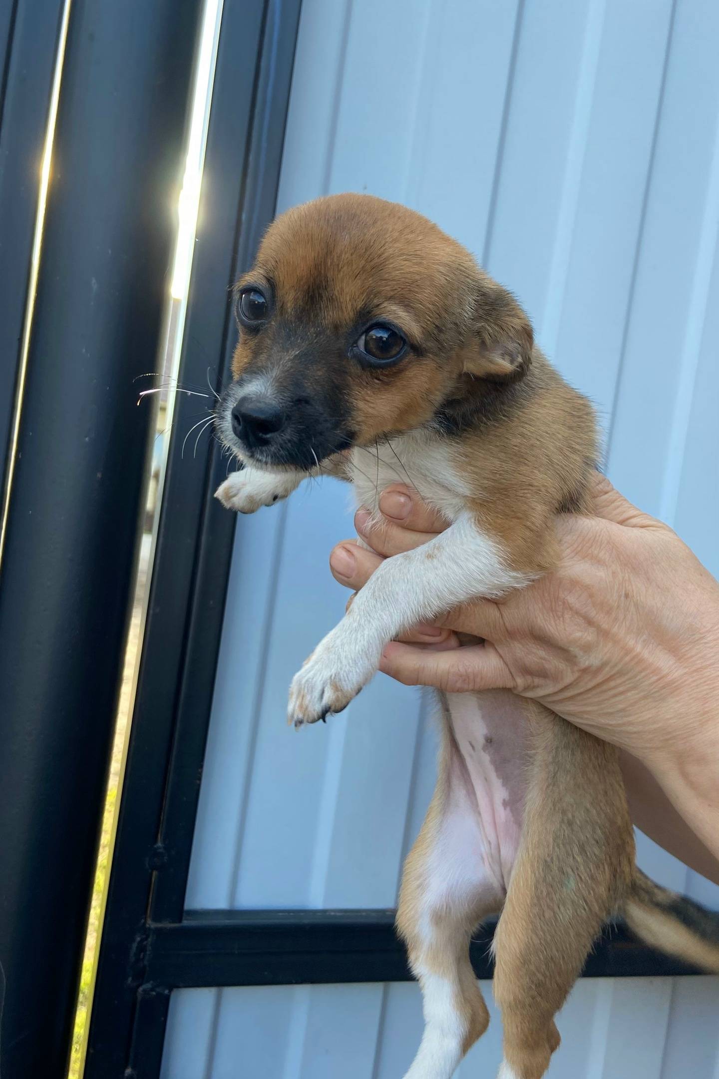 Найден тип собака, Мира