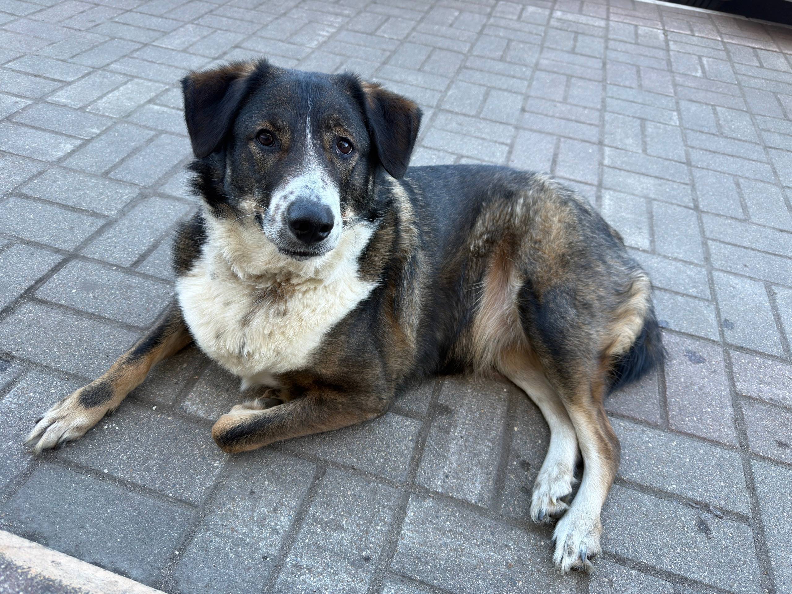 Пропала собака, Череповец, район Ленина