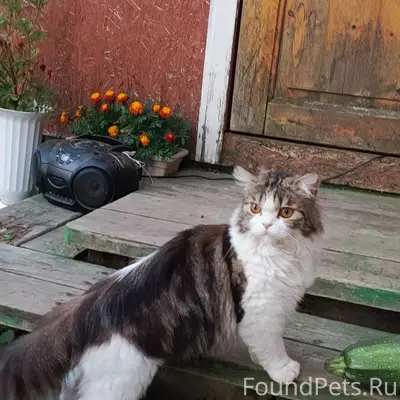 Пропал кот, район Рогачи