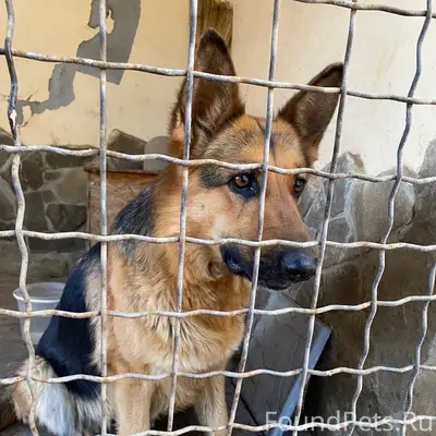 Найдена собака, Симферополь