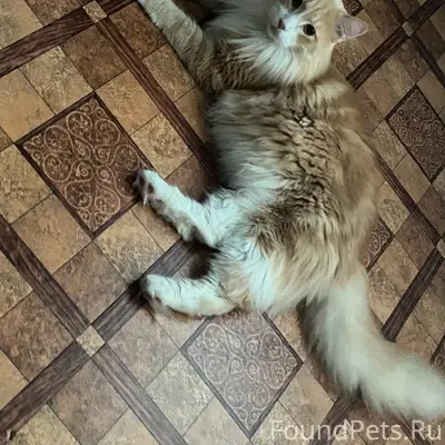 Пропал мейн-кун Маркус-Маркуня, район сибстроя