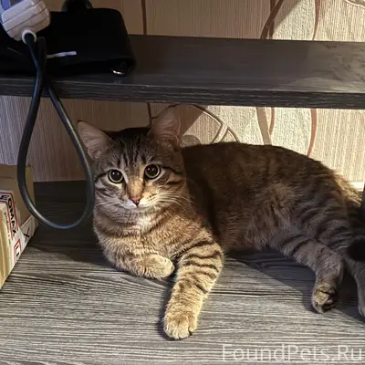 Пропал кот Клайд, Зеленая 4