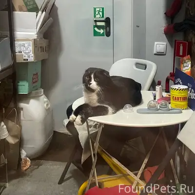 Пропал метис Бубусик, Северный район