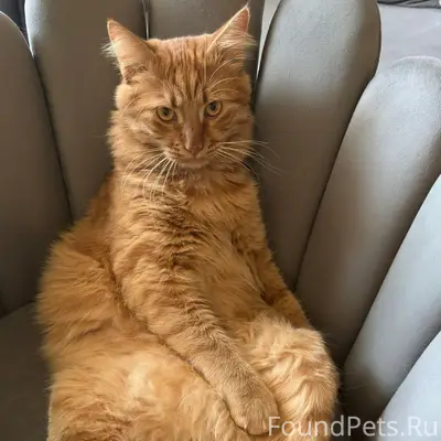 Пропал домашний кот, не приспособлен к улице