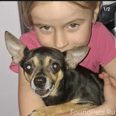 Пропал тойчик Филя, трасса Курган — Половинное