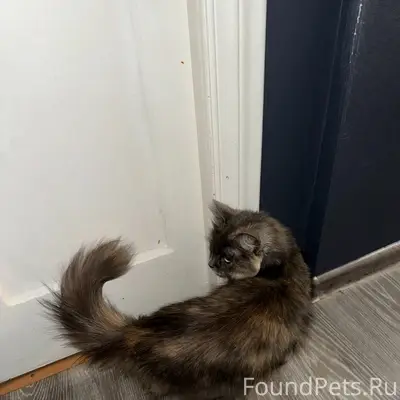 Найдена кошка, центр, около Вайнера