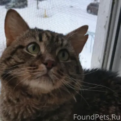 Пропал кот, район дворца спорта