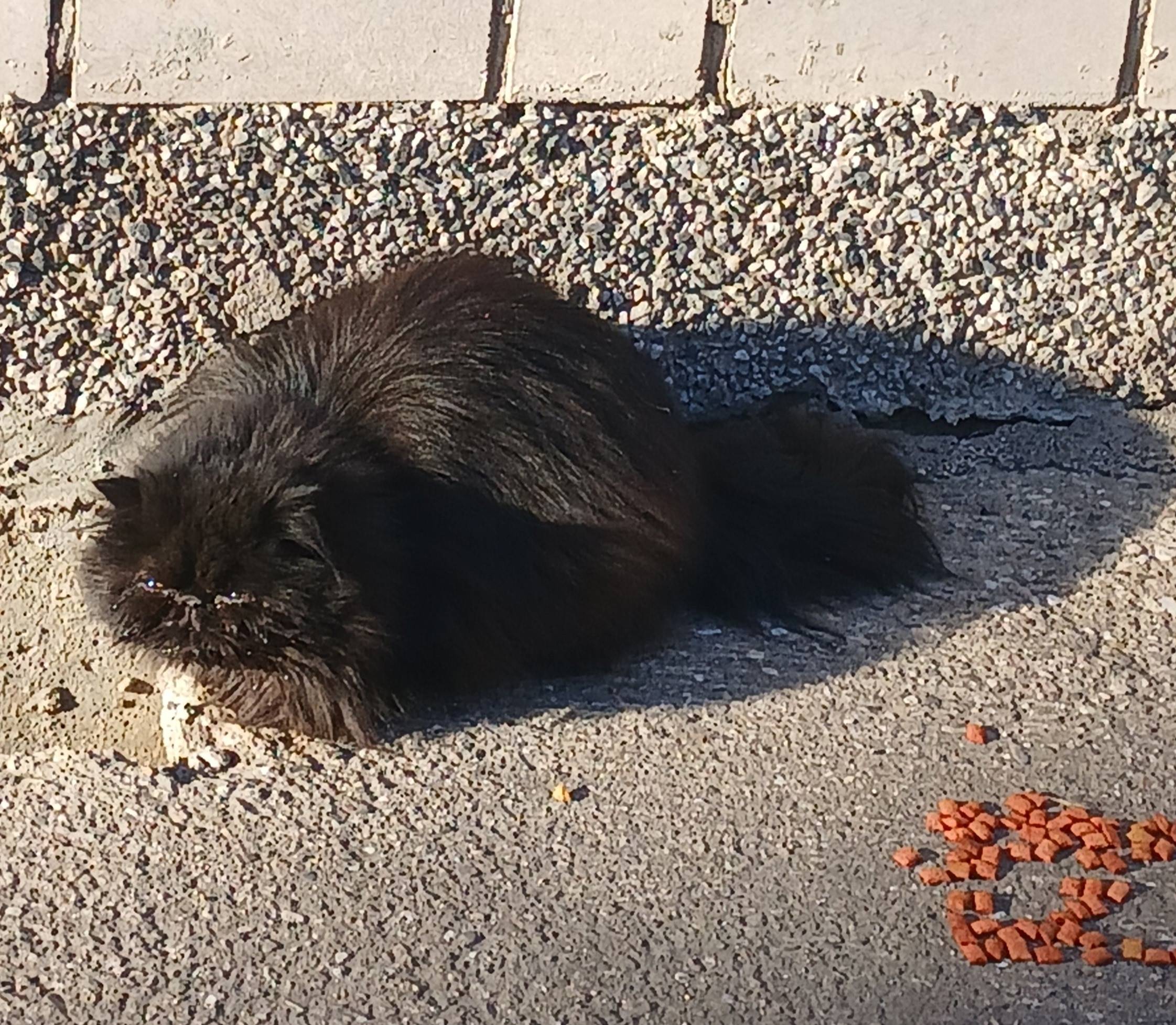 Пропал персидский кот, Советский проспект