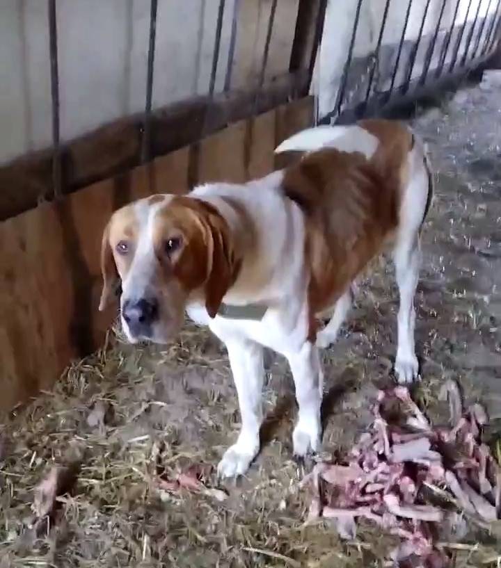 Найден охотничий пёс, похож на пегую русскую гончую, Красный Яр