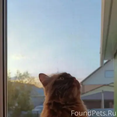 Пропал кот Есик, район улиц Кирова, Набережной