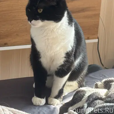 Пропала кошка Мявкалка, район тубдиспансера